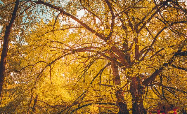 国家地理100个最美景观摄影点,全国银杏观赏地图