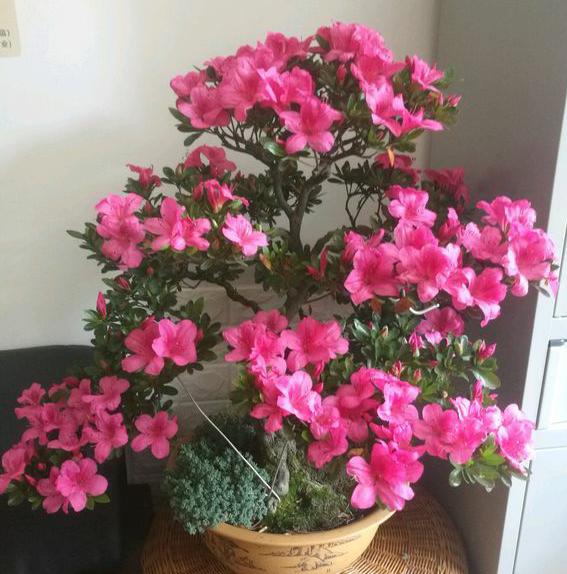 磷酸二氢钾浇花用量和使用时间,磷酸二氢钾的正确使用方法浇花