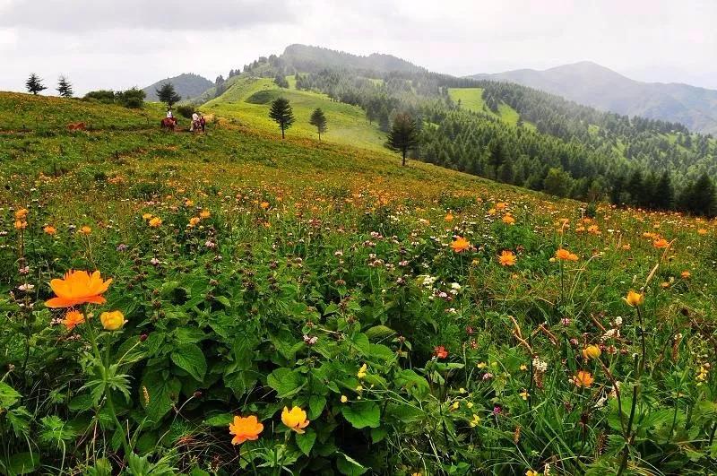 吃在驼梁，体验舌尖上的味道/郝贵云