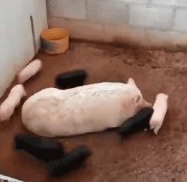 搞笑gif你以为我会乖乖地转圈吗,打着伞跳舞搞笑视频