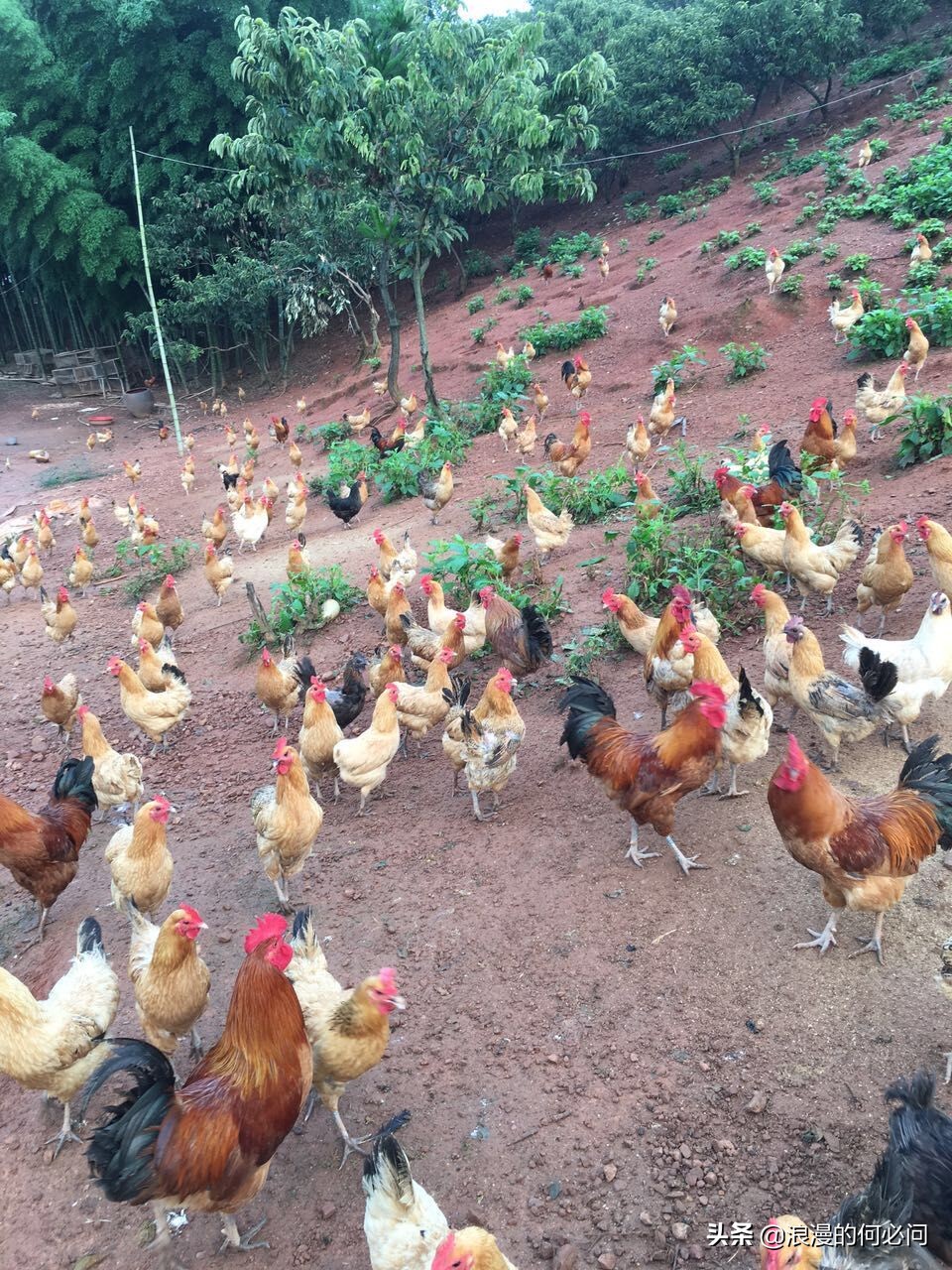 从肥东到肥西买了一只老母鸡,从肥东到肥西买只老母鸡的含义