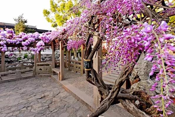 紫藤花怎样养成老桩,紫藤花种植方法和注意事项有哪些