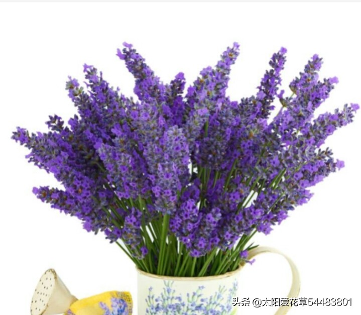 薰衣草盆栽怎么养殖,薰衣草盆栽的养殖方法和注意事项