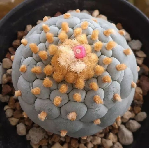 世界十大花卉排行榜名单,世界十大名贵花草