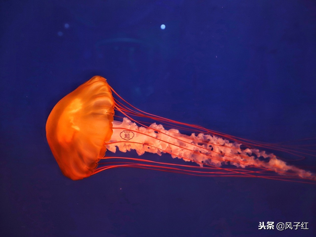 上海新地标丨海昌海洋公园一日游园玩法攻略