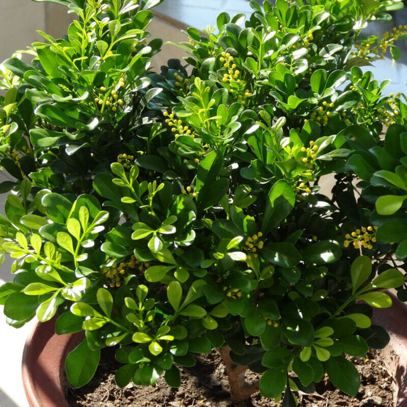 淘米水浇米兰多久浇一次,米兰能用淘米水浇吗