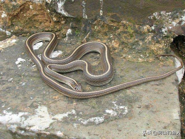 在河里钓鱼遇到大黑蛇真实事件,野钓遇到蛇的真实事件