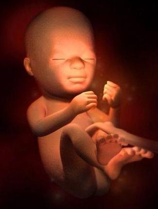 胚胎发育过程3d视频,3d还原胎儿发育全过程孕妈必看