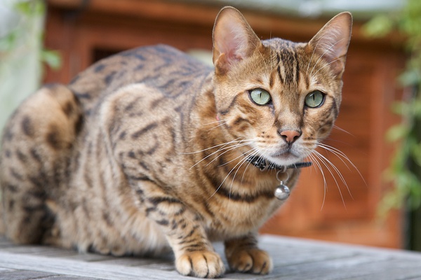 各种猫咪花纹品种,名贵品种猫咪大全