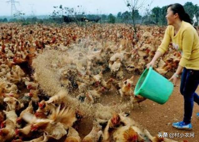 大学生回乡创业养殖土地政策,回乡养殖什么最赚钱