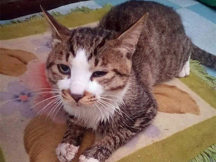 猫咪缺钙瘸脚是什么样的,猫咪跛脚是狂犬病吗