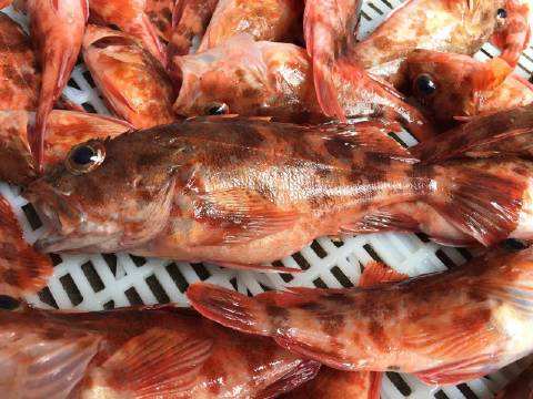 东海海鲜美食大全,家乡特色海鲜美食