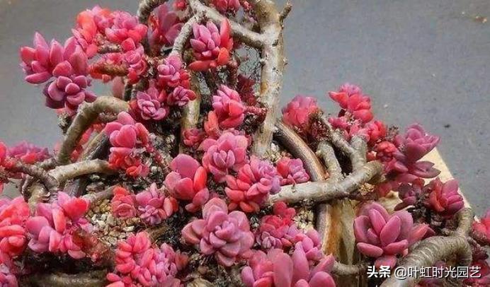 多肉老桩大科普,贱卖老桩可以买?性价比大揭秘!