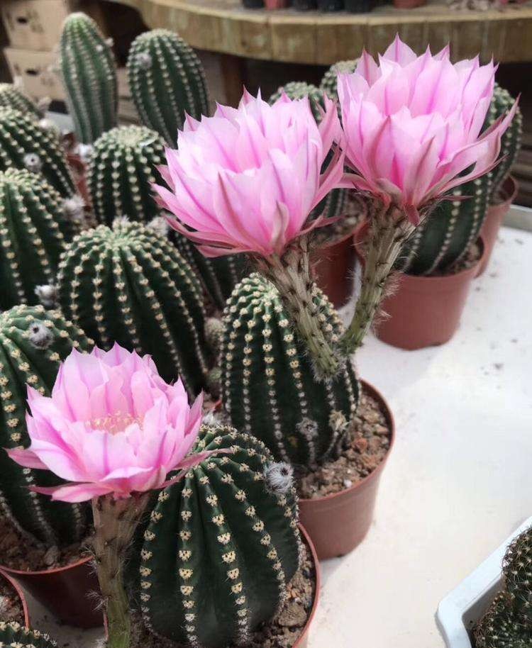 148个仙人球品种大全,100个仙人球品种