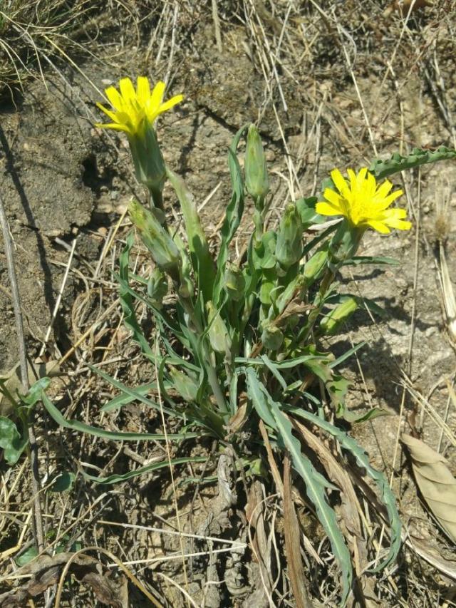 野生路边菊图片大全,农村山上的那种黄色的野菊花