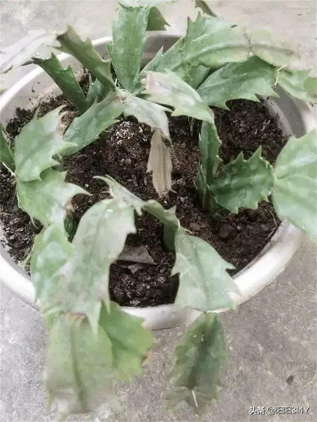 嫁接过后的蟹爪兰叶片打蔫,蟹爪兰扦插的叶片打蔫怎么办