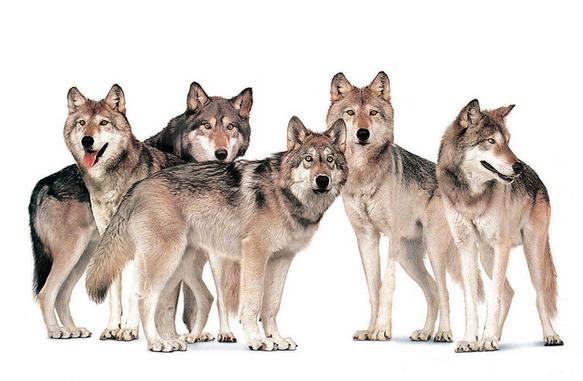 十大完结巅峰军事小说浴血冰魂,精心推荐3本历史军事小说