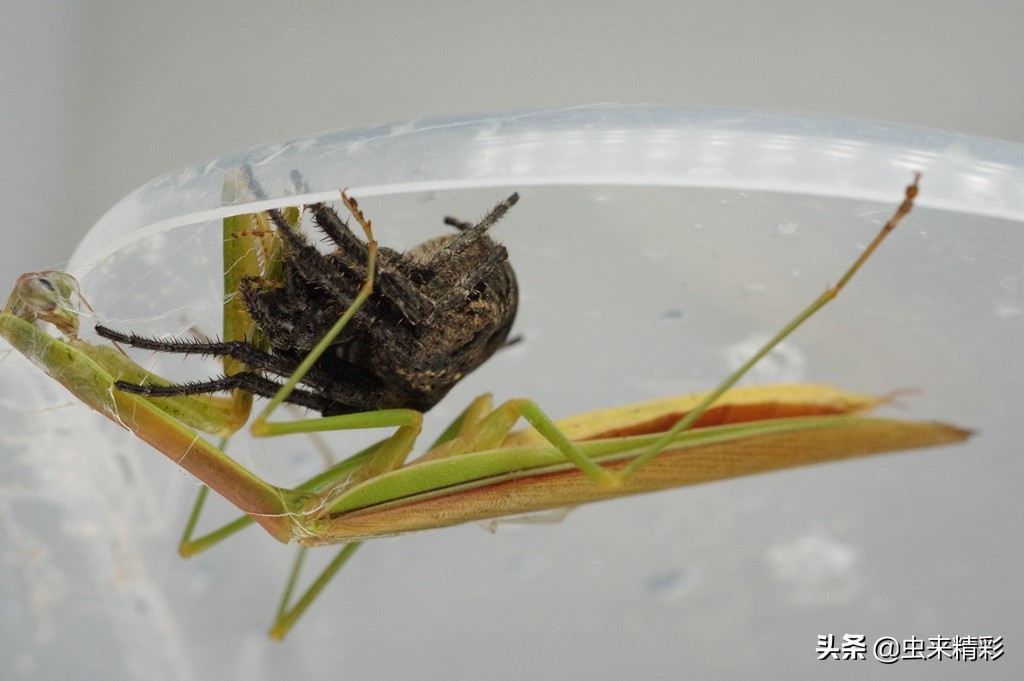 养小蜘蛛的第1天,大腹圆蛛蜕皮过程