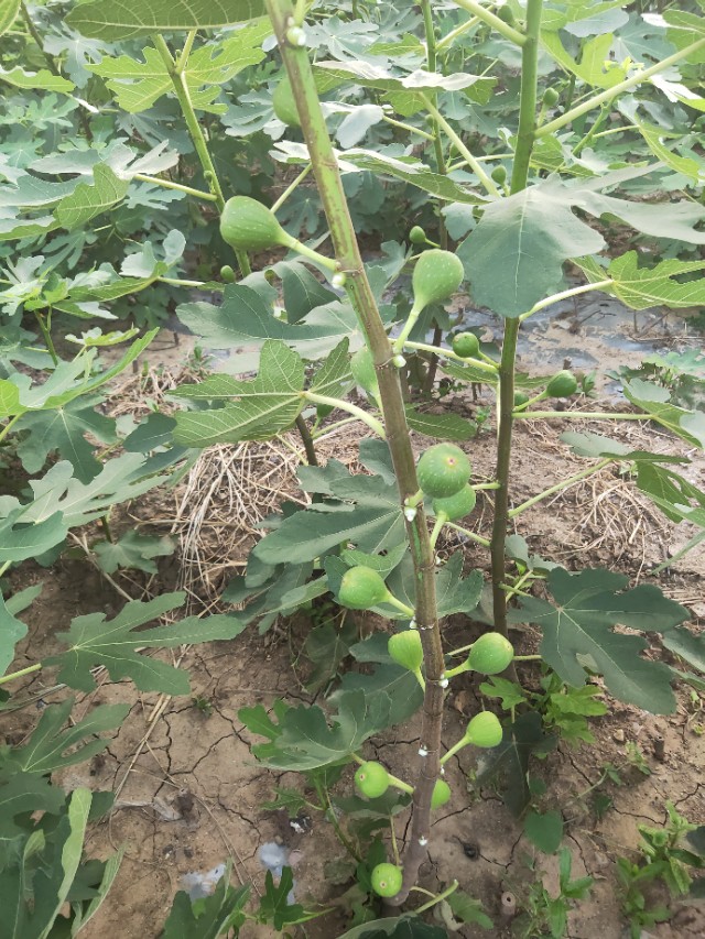 无花果用什么土壤种植,无花果盆栽种植方法图