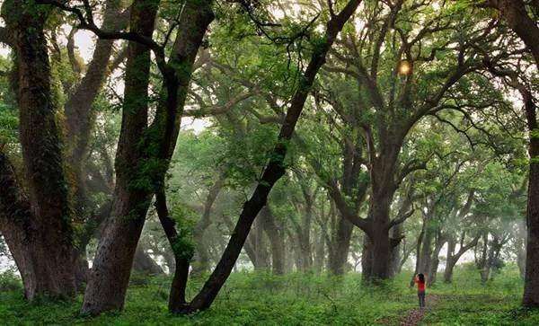 中国第一古樟树林,樟树千年古樟