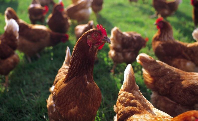 鸡球虫和腺肌胃炎应该先治疗哪个,小雏鸡腺肌胃炎吃什么药