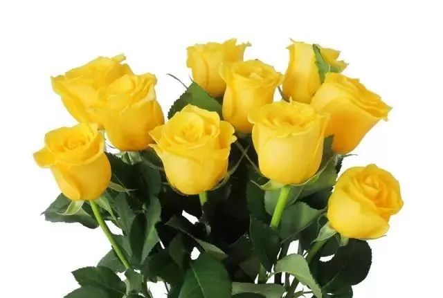 一万年一次的2020520;一起认识100种玫瑰~别送错啊