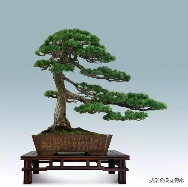 盆景构造及构成,树桩盆景鉴赏技巧