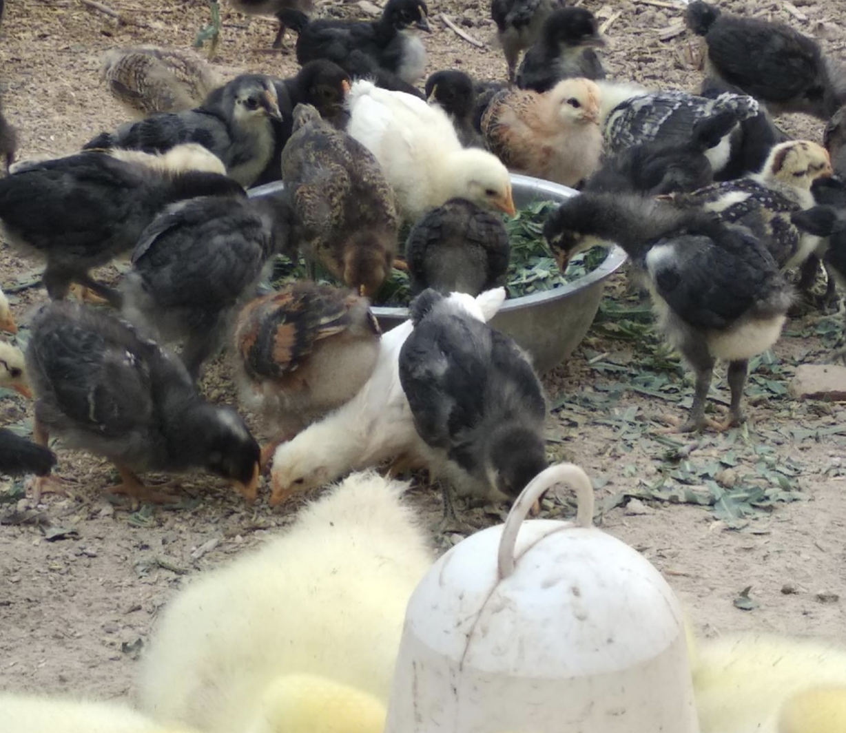 养鸡高手教你管理好鸡,想要把鸡养好