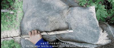 泰国坑中国游客,泰国坑中国游客后续