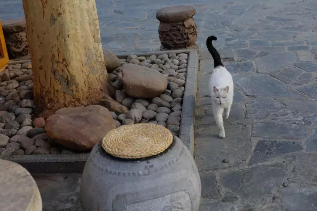 杨家枪原创视频,杨家枪抗日