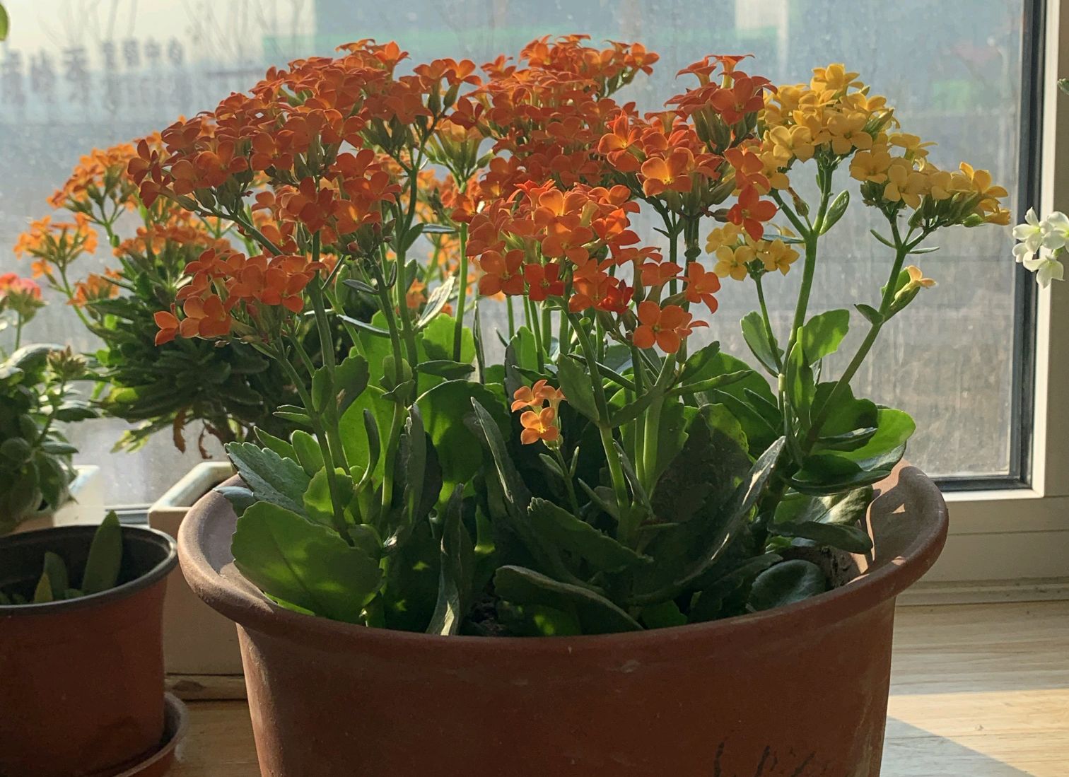 长寿花叶发粘还有小白点是什么病,长寿花花心长白点用什么药可以治