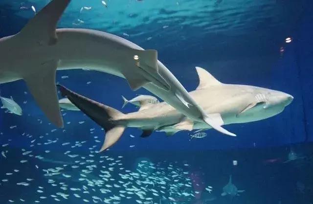 恋恋冲绳丨有一种海水的蓝，叫做“果冻蓝”