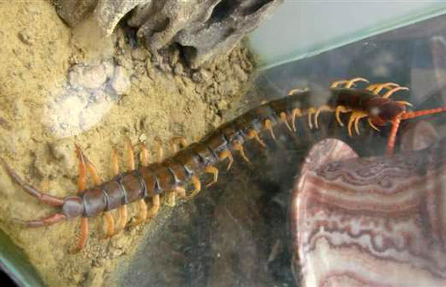 晚上夜钓老是有蜈蚣怎么防,野钓怎样防止蜈蚣最有效