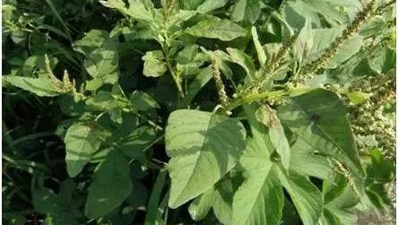 教你认识那些路边的野生中草药,如何识别路边的野生中草药