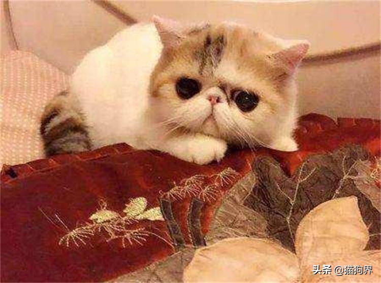 训练猫最好的食物,训练猫的几个声音