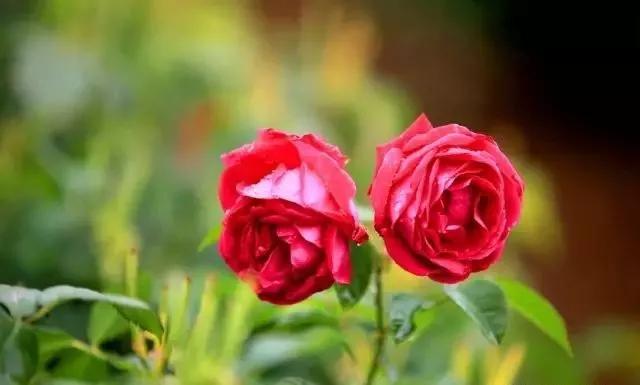 每天学习一点点花卉,100种常见玫瑰品种