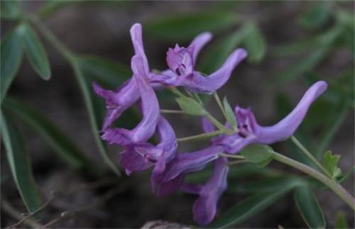 带动农民致富的种植,农民农村种地致富