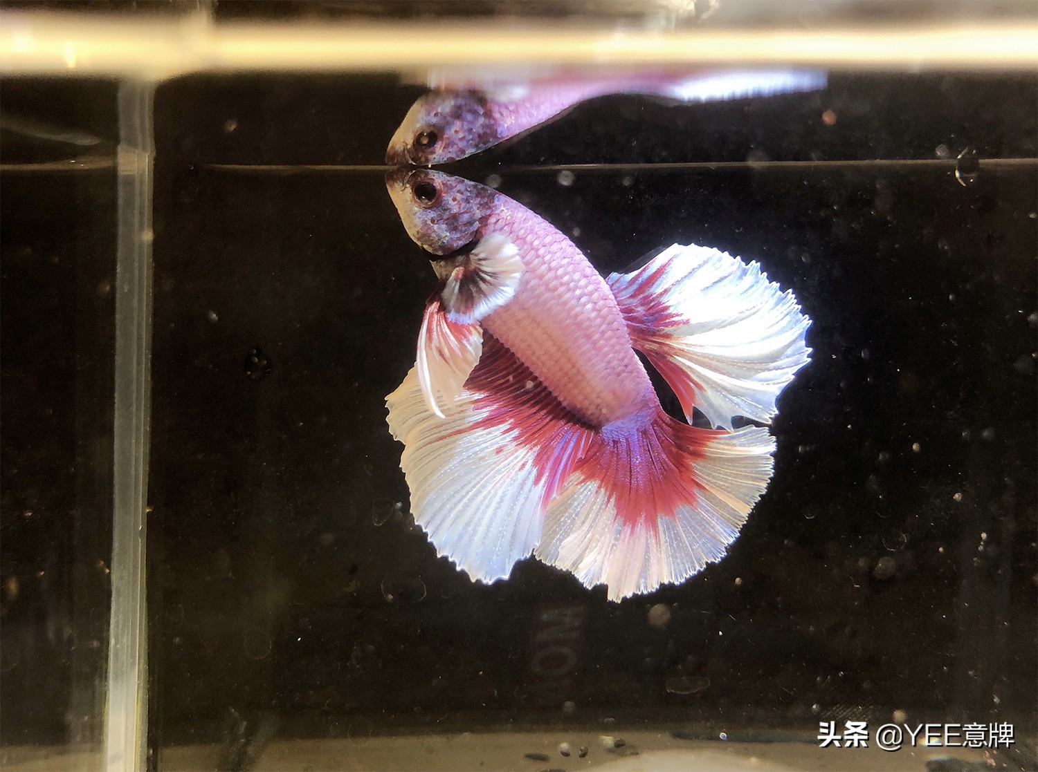 母斗鱼群养一直死鱼,新手斗鱼怎么入缸