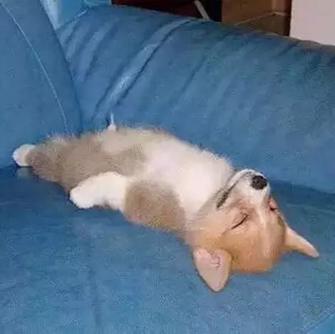 狗子绝育后的绝望,狗子绝育是不是就安稳了