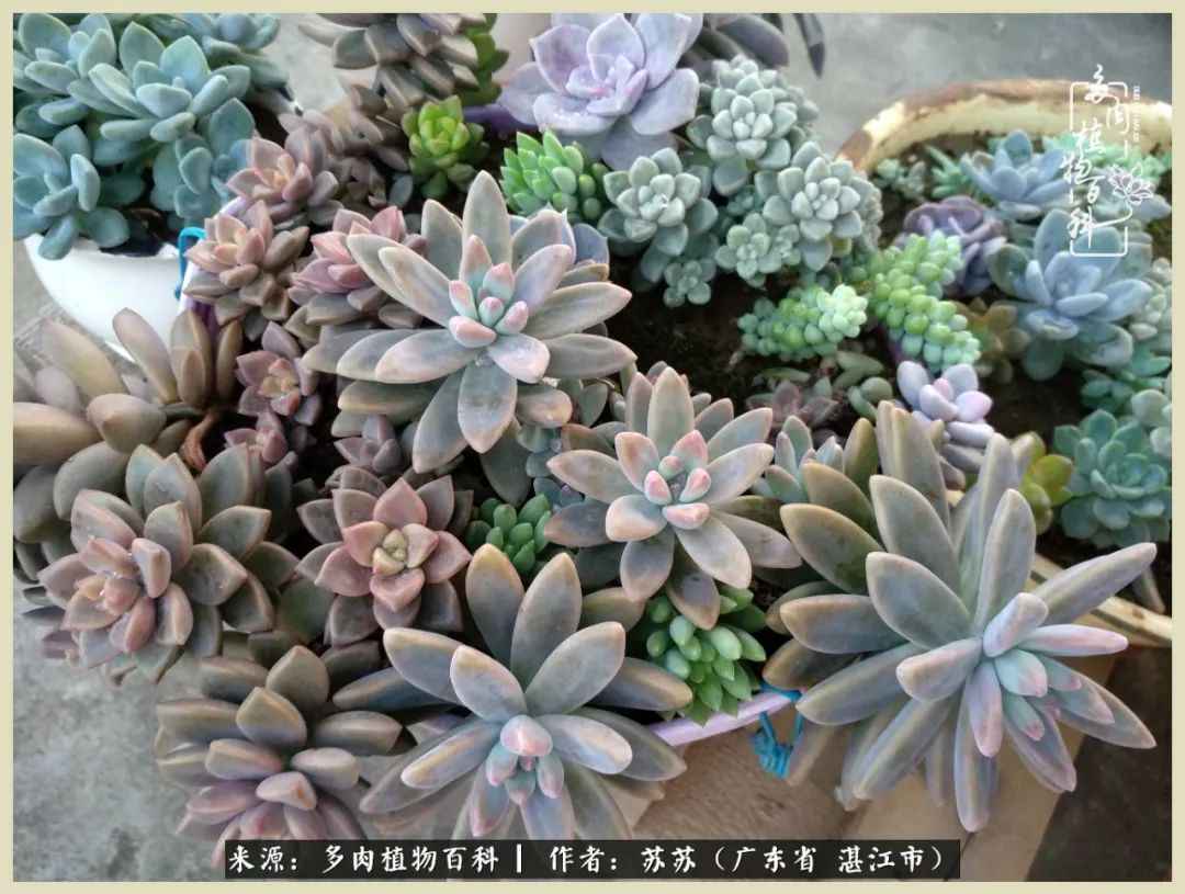 不要辜负与多肉的美好时光,多肉可以给人岁月静好的感觉