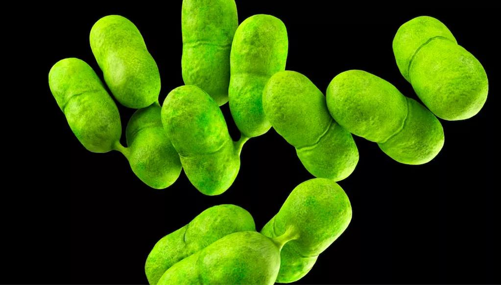 加拿大食品安全问题事例,加拿大食品安全问题怎么样