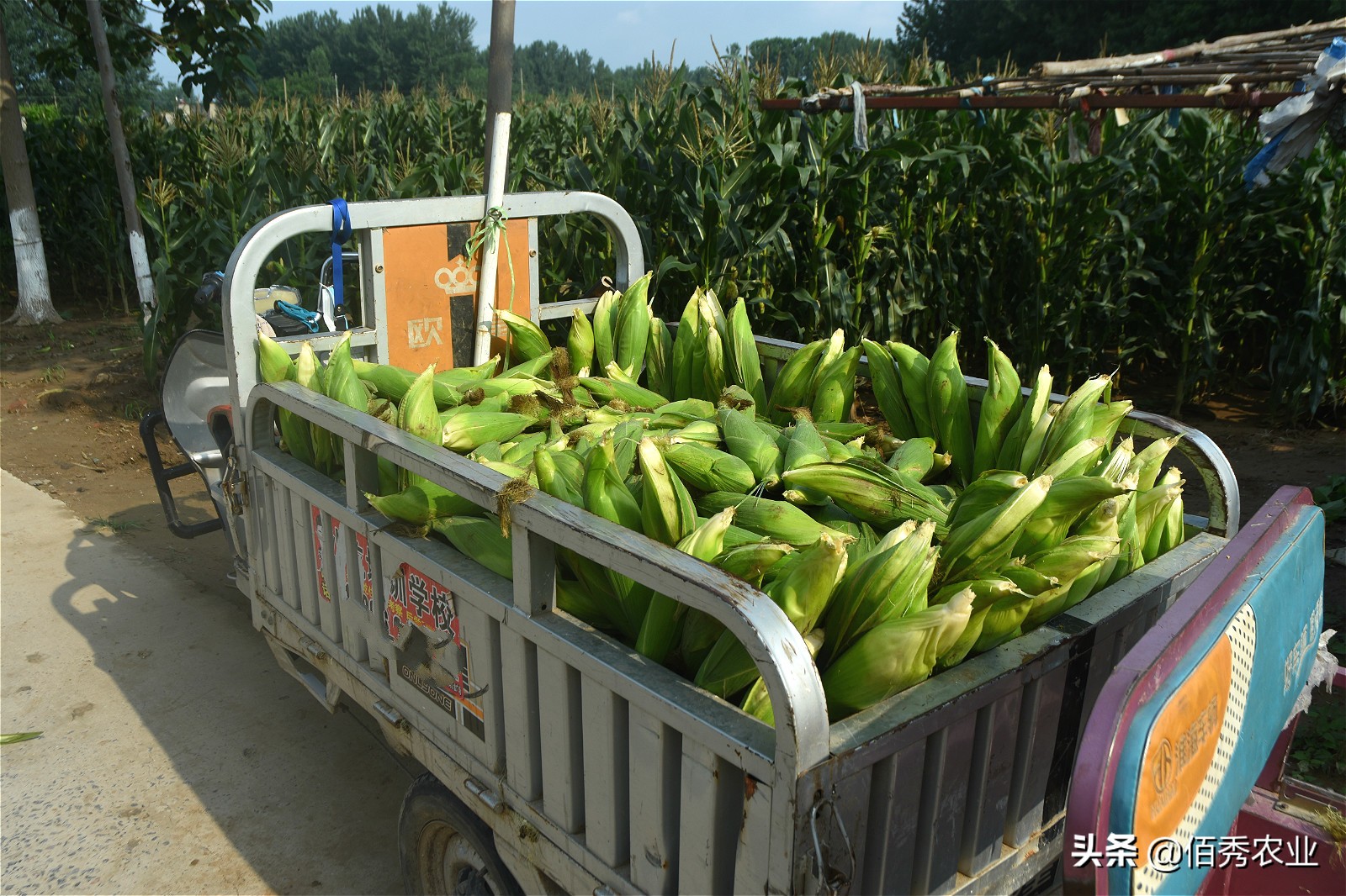 50亩田种萝卜一年多少成本,沙地种萝卜1亩赚多少钱