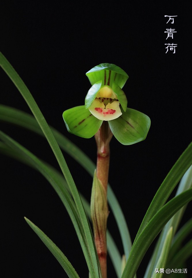 每日一品中国兰花春兰,每日一品完整视频