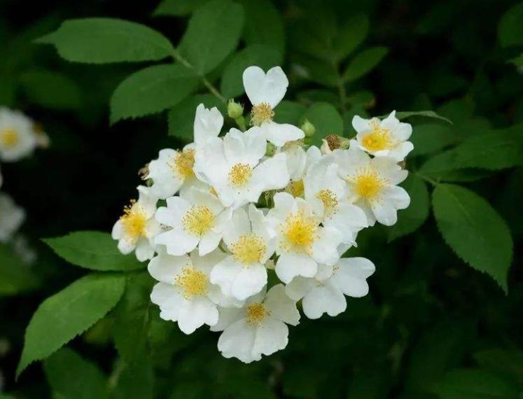 有关荼蘼花的古诗词,关于荼蘼花开的诗词