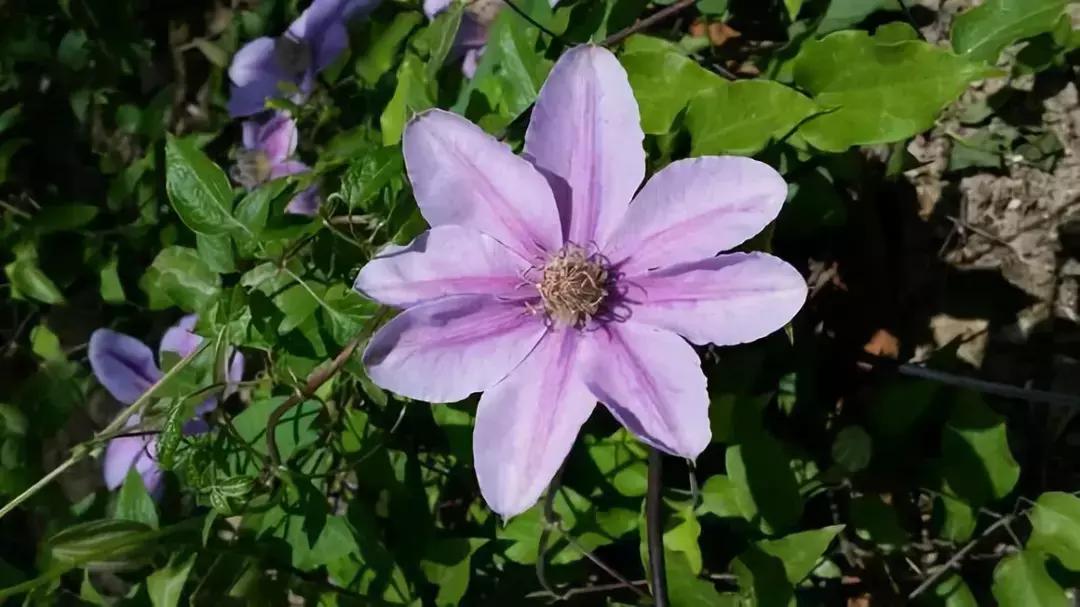 100种百花图谱大全,好书推荐快来领取你的宝藏书单