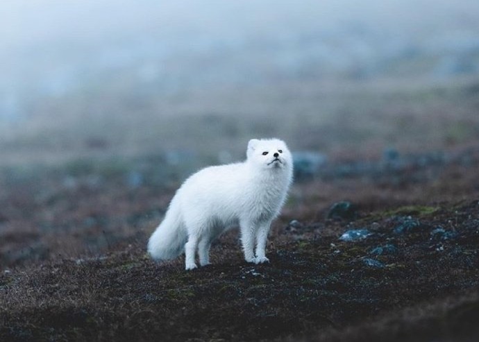 纹狐狸纹身有什么讲究,女人纹身纹狐狸代表什么