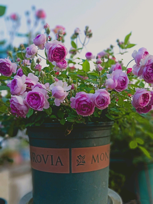 麻吉婶婶，专为阳台而生的盆栽月季，花朵又美又香，花期几乎全年