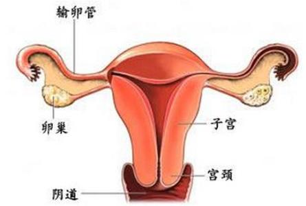 大姨妈是怎么来的原理,大姨妈是怎么来的动画