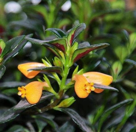 金鱼吊兰怎样养才能花开爆盆,金鱼吊兰怎么打理开花爆盆