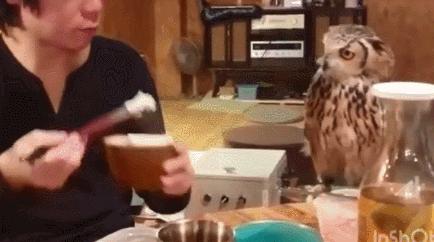 猫头鹰特殊行为有哪些特征,猫头鹰有其他特点吗